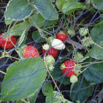 Gartennetz